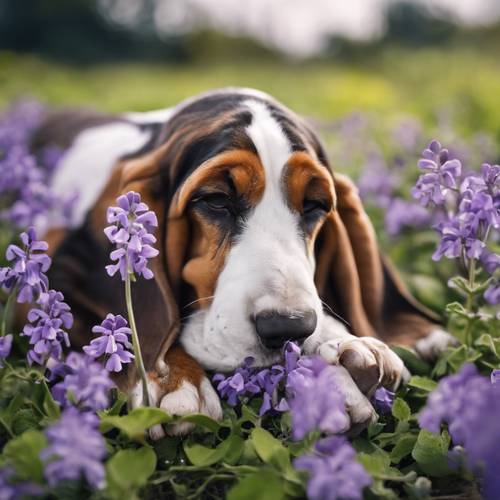 Un Basset Hound endormi dans un champ de violettes, devant un chalet.
