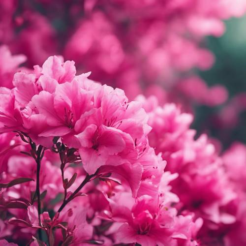 鲜艳的粉红色渐变模拟杜鹃花的颜色。