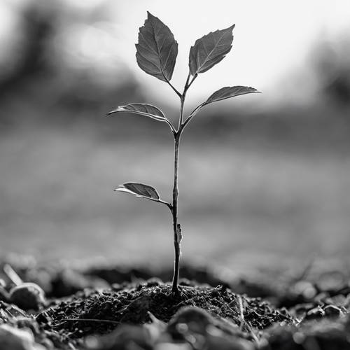 A sapling emerging from the ground in spring, its hopeful image presented in a poignant black and white scene.