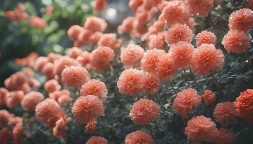 A garden filled with stunning coral flowers in full bloom. Tapet [5585802e4505411692a9]