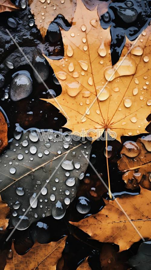 Autumn Leaves with Raindrops Tapeta na zeď [b00347372b464ced9a55]