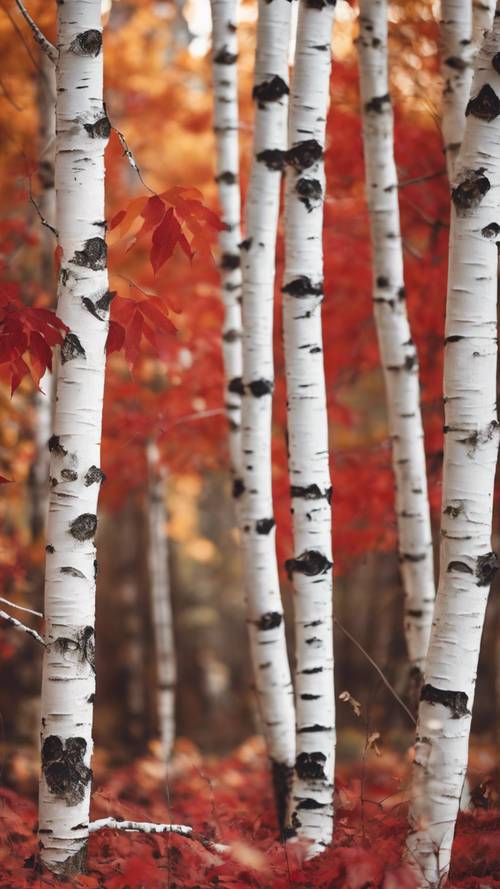 Sceny jesienne z białymi brzozami ozdobionymi jesiennymi czerwonymi liśćmi.