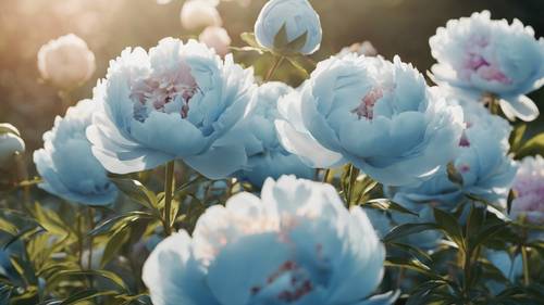 An array of pastel blue peonies blooming in a sunlit garden.