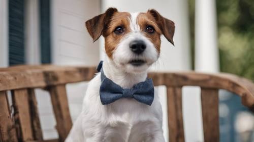 Một chú chó Jack Russell Terrier, đeo chiếc nơ xinh xắn, đang kiên nhẫn ngồi trên hiên nhà.