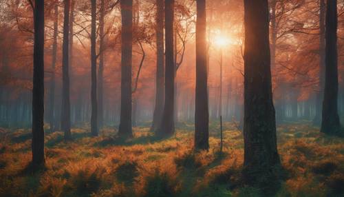 A serene forest during a vibrant and colourful sunset, doused in warm, hazy light.