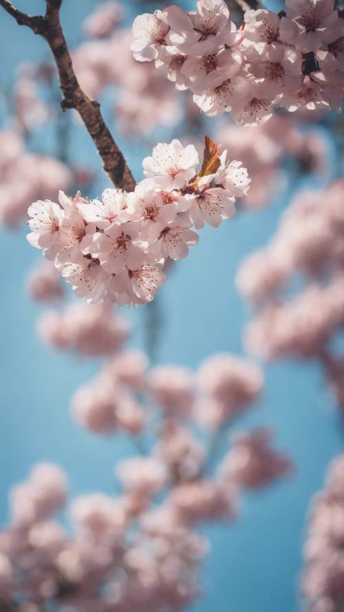 맑고 구름 한 점 없는 푸른 하늘을 배경으로 부드러운 분홍색 벚꽃이 만개한 나무입니다.