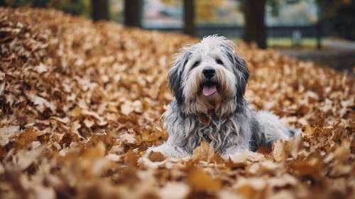 Un perro peludo jugando en un montón de hojas rastrilladas en un día de septiembre.