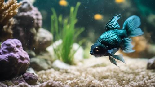 一条黑色的摩尔金鱼，有着蓝绿色的眼睛和流畅美丽的鳍，正在探索一个带有水下城堡的水箱。