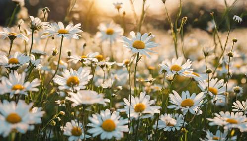 Tarian bunga aster putih lembut yang energik dan bersemangat di padang rumput musim semi yang berangin, di bawah langit berwarna pastel yang lembut.