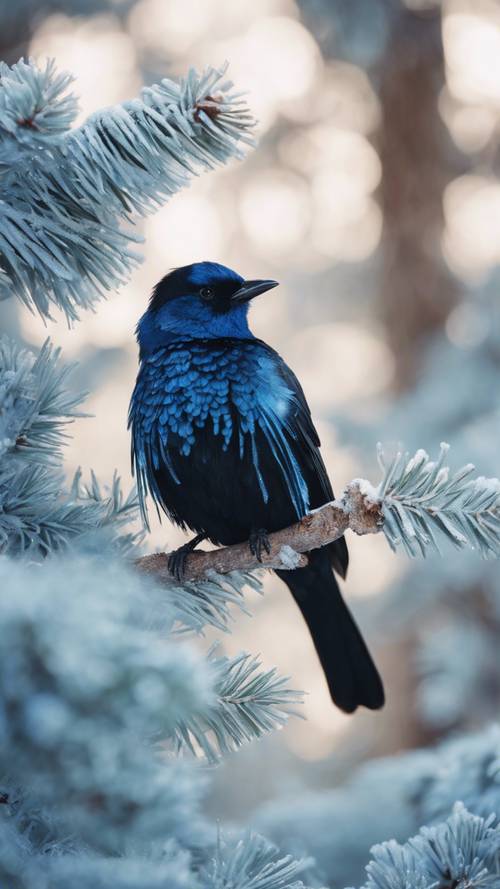 An exotic black bird with shiny blue feathers perched on a frost-covered pine tree.