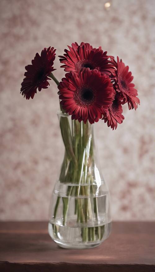 A bouquet of burgundy gerbera daisies in a clear vase.