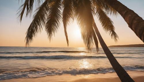 A palm tree being bathed in the warm light of the setting sun on a tranquil beach.