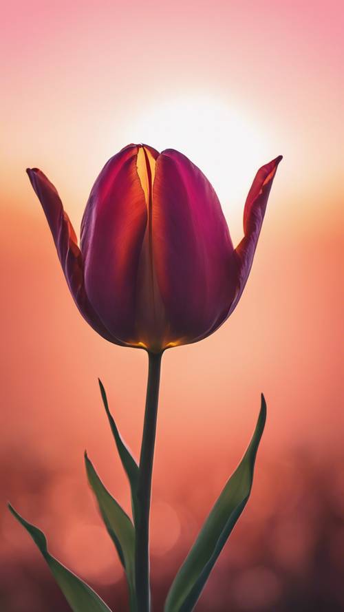 一朵郁金香的剪影映衬着令人惊叹的日出，充满了橙色和粉红色的色调。