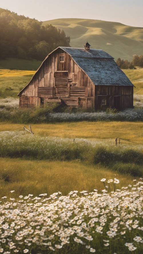 A charming Western barn surrounded by fields of blooming daisies Tapeta [dee1f5114c4e4439aa44]