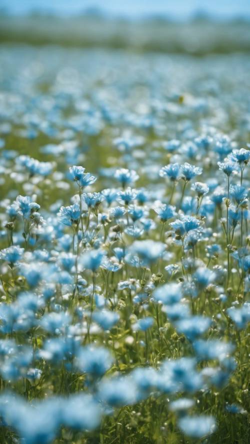 A vast field filled with light blue flowers under a clear summer sky.