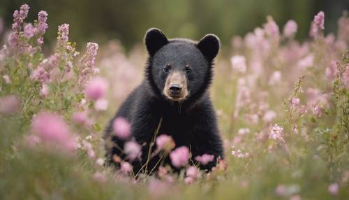 Czarny niedźwiadek z zaciekawionym wyrazem twarzy eksploruje łąkę pełną kwiatów.