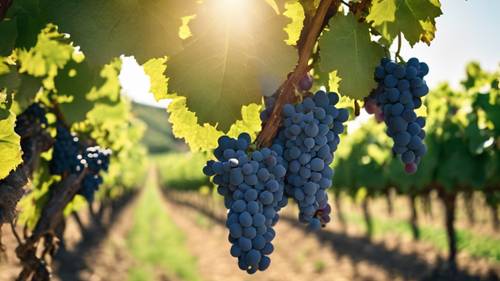 Un viñedo exuberante repleto de uvas, listas para la cosecha bajo el cálido sol de julio.
