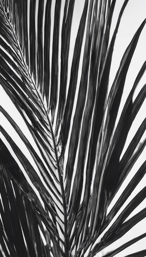 亚热带棕榈叶的抽象黑白图像。