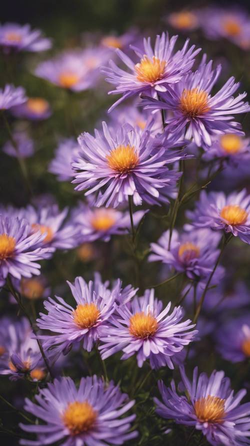 Aster flowers painted with bold, modern brush strokes.