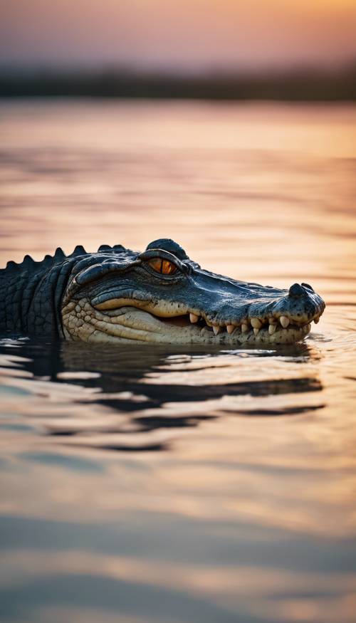 An adult crocodile stalking its prey at the water's edge at sunset.