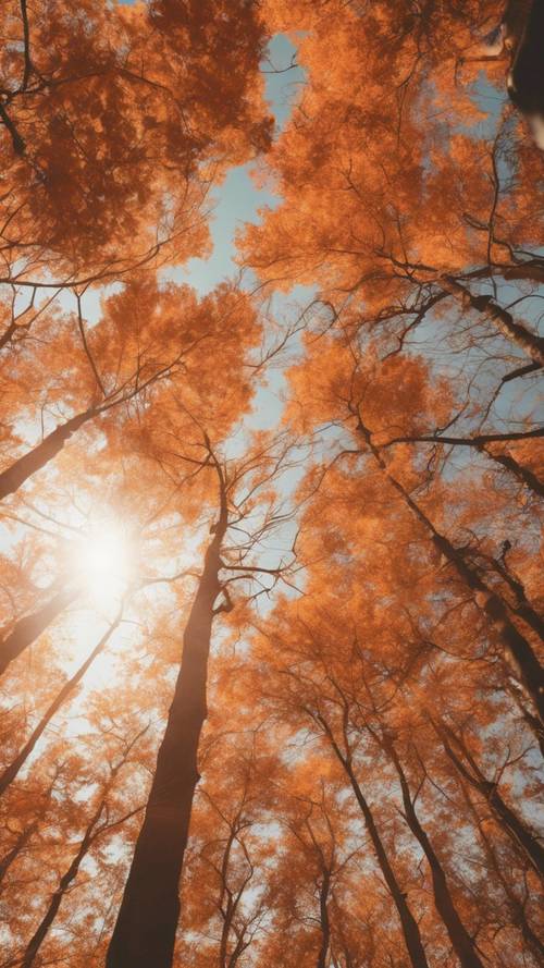 Die Herbstsonne bricht durch die leuchtend mandarinen- und rostfarbenen Blätter in einem friedlichen Wald.