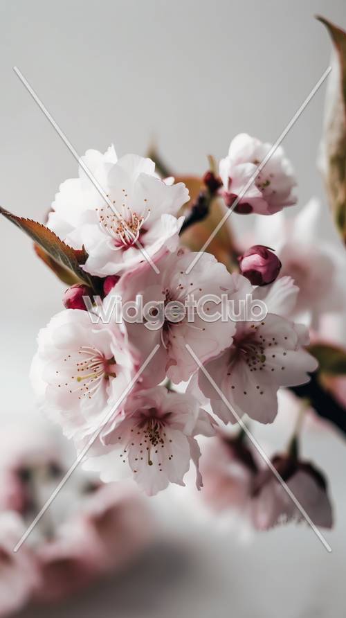 Fiori di ciliegio in piena fioritura