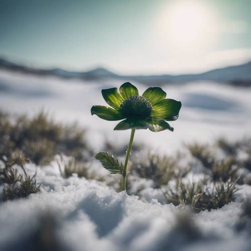 Issız, karlı bir manzarada büyüyen tek bir koyu yeşil çiçek.