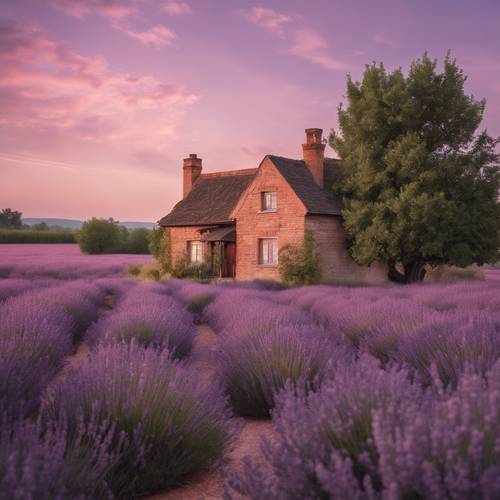 A classic brick cottage surrounded by lavender fields under a soft pink sunset".