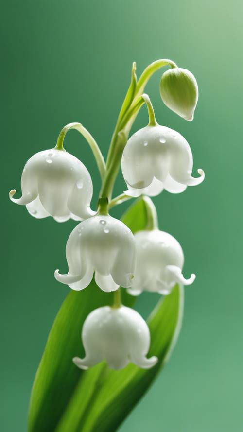 A single, pristine Lily of the Valley flower against a faded green background.