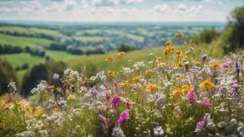 Une vue sur la colline avec un éventail impressionniste de fleurs sauvages printanières.