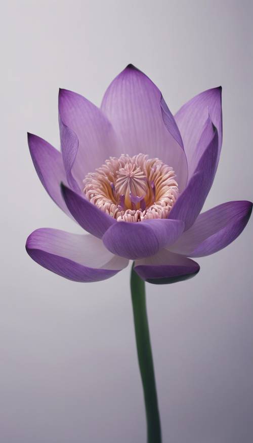 Un ritratto minimalista di un loto viola in piena fioritura su uno sfondo monocromatico.