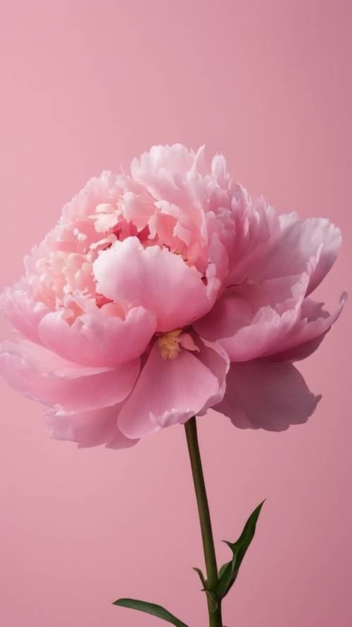 A solitary pink peony in full bloom against a pastel pink background.