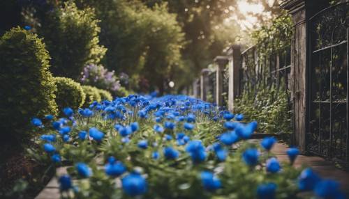 Un vialetto da giardino fiancheggiato da splendidi fiori neri e blu.