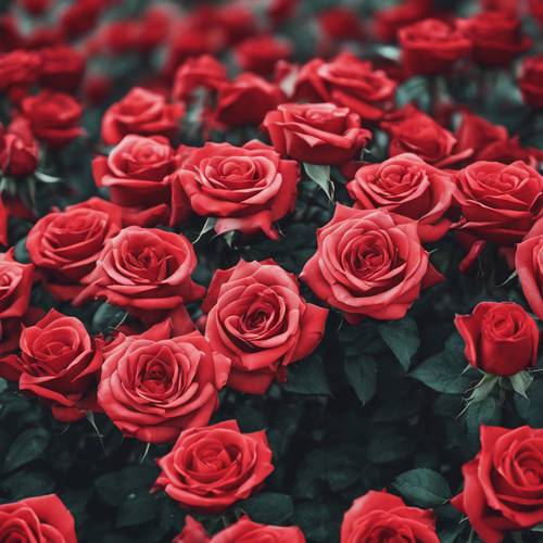 Ein Fleck feurig roter Rosen bedeckt eine Ebene.