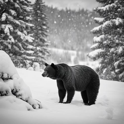 Um grande urso preto adulto, emoldurado contra o fundo de neve branca em monocromático.