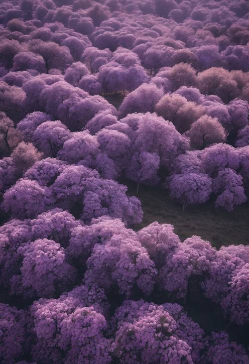 Une vue aérienne d’une captivante plaine lilas parsemée d’arbres centenaires.