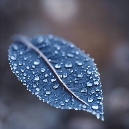 Tekil bir mavi yaprağın dokulu ve çiy ile ıslanmış yakın ve kişisel görüntüsü.