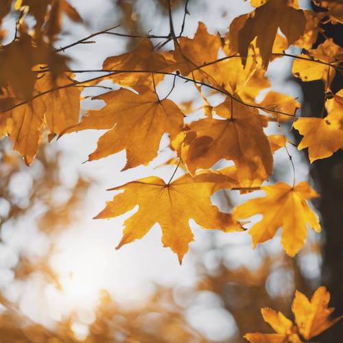 Пристальный взгляд на желто-оранжевые осенние листья, сквозь которые струится свет.