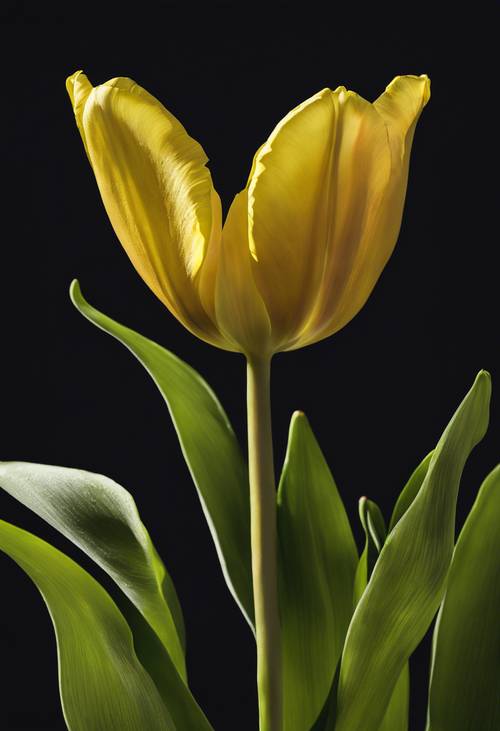 Un único tulipán amarillo neón en plena floración sobre un fondo negro como la tinta.