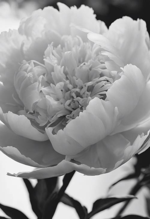 A strikingly contrasted monochrome image of a peony in full bloom.