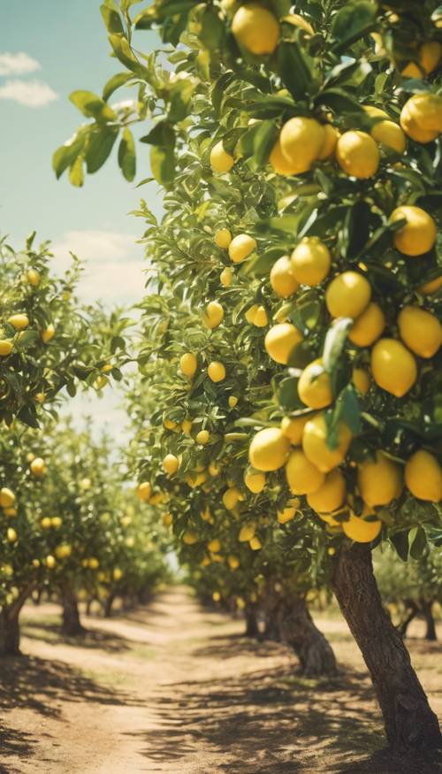 Una postal antigua que ilustra un exuberante huerto de limoneros bajo un sol radiante.