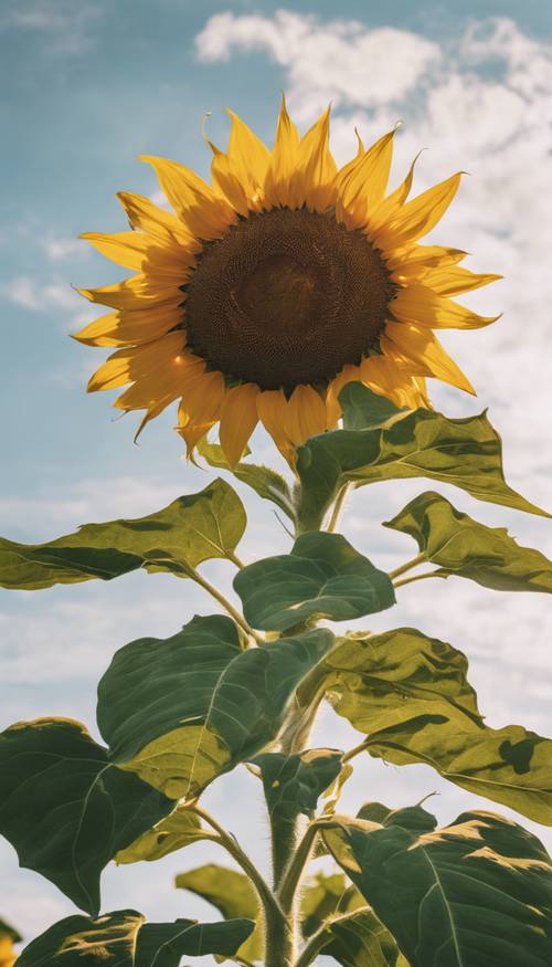 Ein Blick gen Himmel auf eine hoch aufragende Sonnenblume vor einem wolkenlosen Sommernachmittagshimmel.