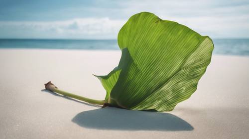 Uma folha de bananeira solitária em uma praia de areia branca e imaculada.