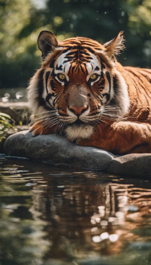 Um tigre vermelho, descansando à beira de um rio cintilante durante o verão.