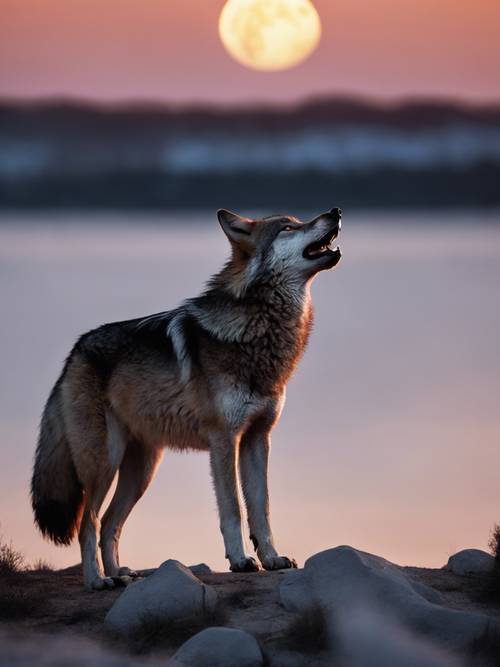 Dziki wilk wyje do zachodzącego słońca, a w oddali zaczyna wschodzić księżyc w pełni.