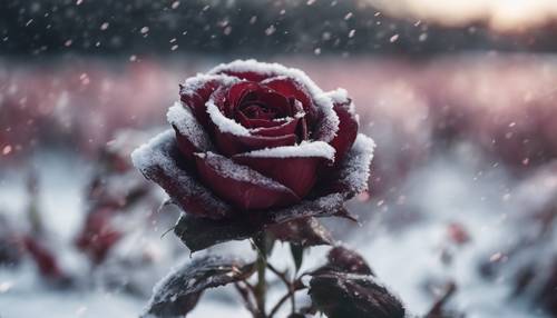 描繪一朵黑玫瑰生長在白雪覆蓋的田野中央的奇幻場景。