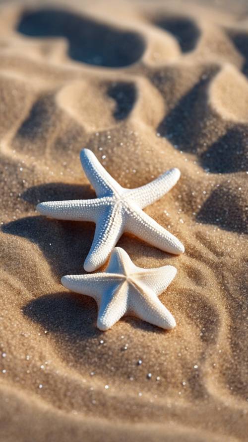 Белая морская звезда отдыхает на песчаном пляже.