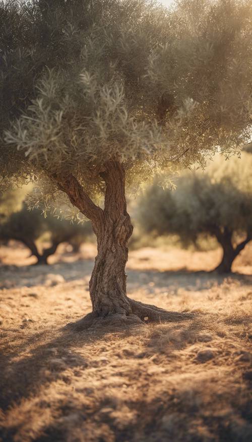 Un olivo solitario in un tranquillo uliveto greco nel tardo pomeriggio.