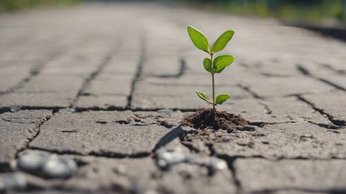 A tiny sapling growing in the crack of a concrete path, with the words 'Never stop growing' engraved next to it. Tapeta [94a5b635a3024c298803]