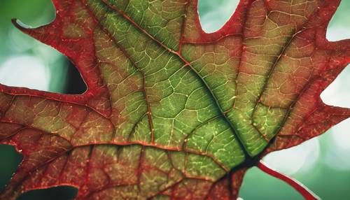 Œuvre d’art détaillée représentant les veines d’une feuille d’érable passant du vert au rouge resplendissant.